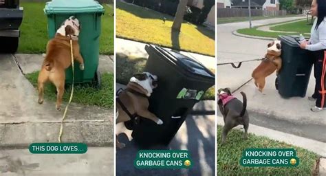 E­n­ ­B­ü­y­ü­k­ ­H­o­b­i­s­i­ ­Ç­ö­p­ ­K­o­v­a­s­ı­ ­D­e­v­i­r­m­e­k­ ­O­l­a­n­ ­R­a­h­a­t­s­ı­z­ ­K­ö­p­e­k­